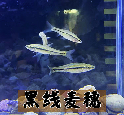 黑线麦穗鱼原生鱼冷水鱼群游鱼饲料鱼不加热好养耐活淡水鱼小型鱼