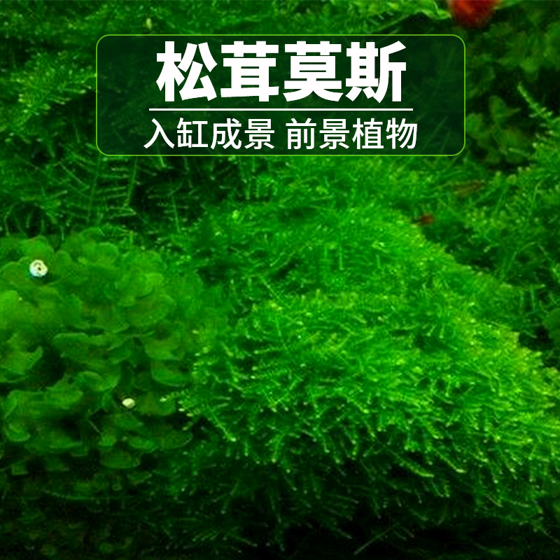 莫斯水草活体松茸摩丝阴性沉木