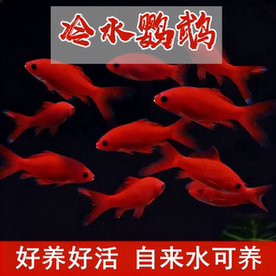 冷水鹦鹉血红鹦鹉冷水鱼淡水鱼好养易活自来水养鱼观赏鱼