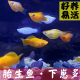玛丽皮球鱼胎生观赏水族宠物 热带鱼小型鱼玛丽鱼皮球鱼 包邮