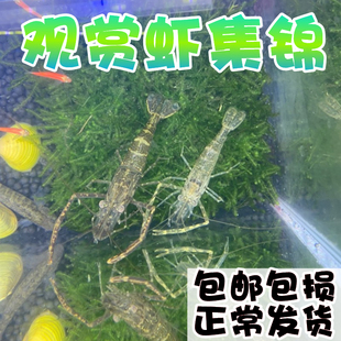 河虾长臂虾黑壳虾花腰虾草虾宠物活体鱼缸清洁观赏虾淡水冷水除藻