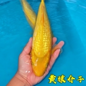 锦鲤观赏鱼超级锦鲤黄猿介子茶鲤红白带头锦鲤昭和三色观赏血统鱼