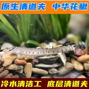 冷水清道夫中华花鳅原生鱼底层清洁工好养易活观赏除藻工具鱼淡水