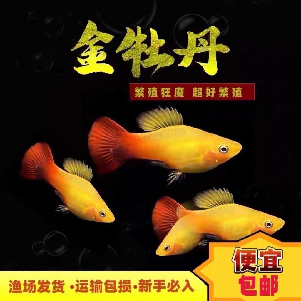 金牡丹胎生鱼直接生小鱼下崽多多