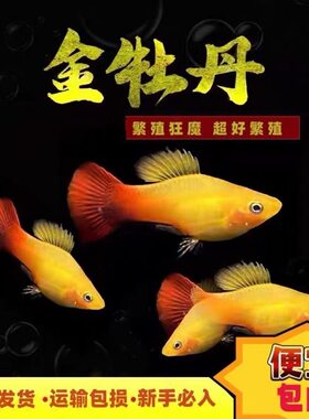 金牡丹胎生鱼直接生小鱼下崽多多