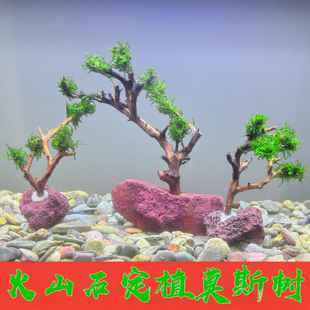 莫斯树火山石定植杜鹃根沉木垂类莫斯树好养易活真水草鱼缸水草