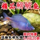 七彩鳑鲏原生旁皮鱼菜板鱼除丝藻鱼原生鱼新手鱼冷水鱼观赏鱼 包邮