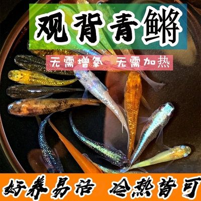 观背青鳉淡水好养冷水小型锦鲤