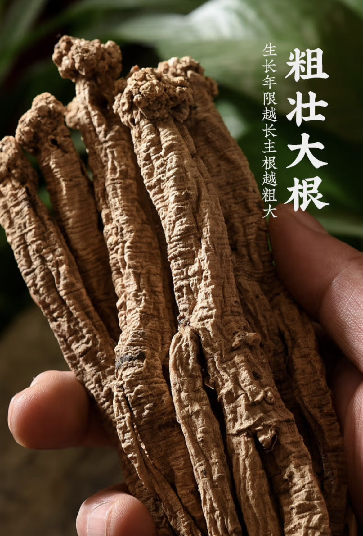 15年甘肃野生党参500g克包邮特级当生中药材党叁条无硫当参条切片