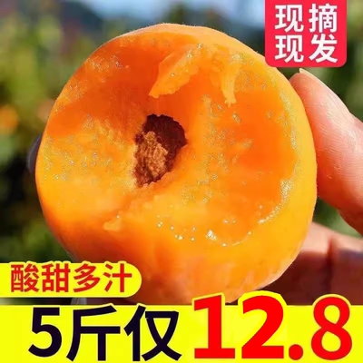 杏子新鲜水果现摘当季整箱酸甜孕妇应季时令大黄杏农家批5斤包邮