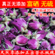 正宗甘肃兰州永登特产苦水玫瑰花茶无硫特级富硒紫玫瑰花蕾干花苞