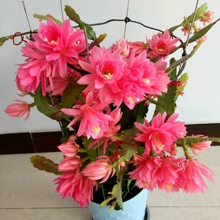 进口令箭荷花苗带根东北小粉重瓣剑花昙花室内花苞孔雀兰买3送1