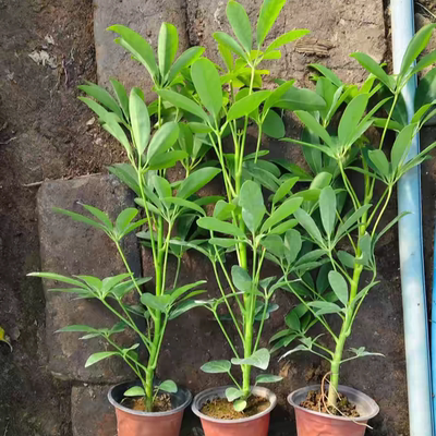 八方来财 摇钱树 鸭掌木盆栽苗 七叶莲 鹅掌柴苗鸭脚木常青