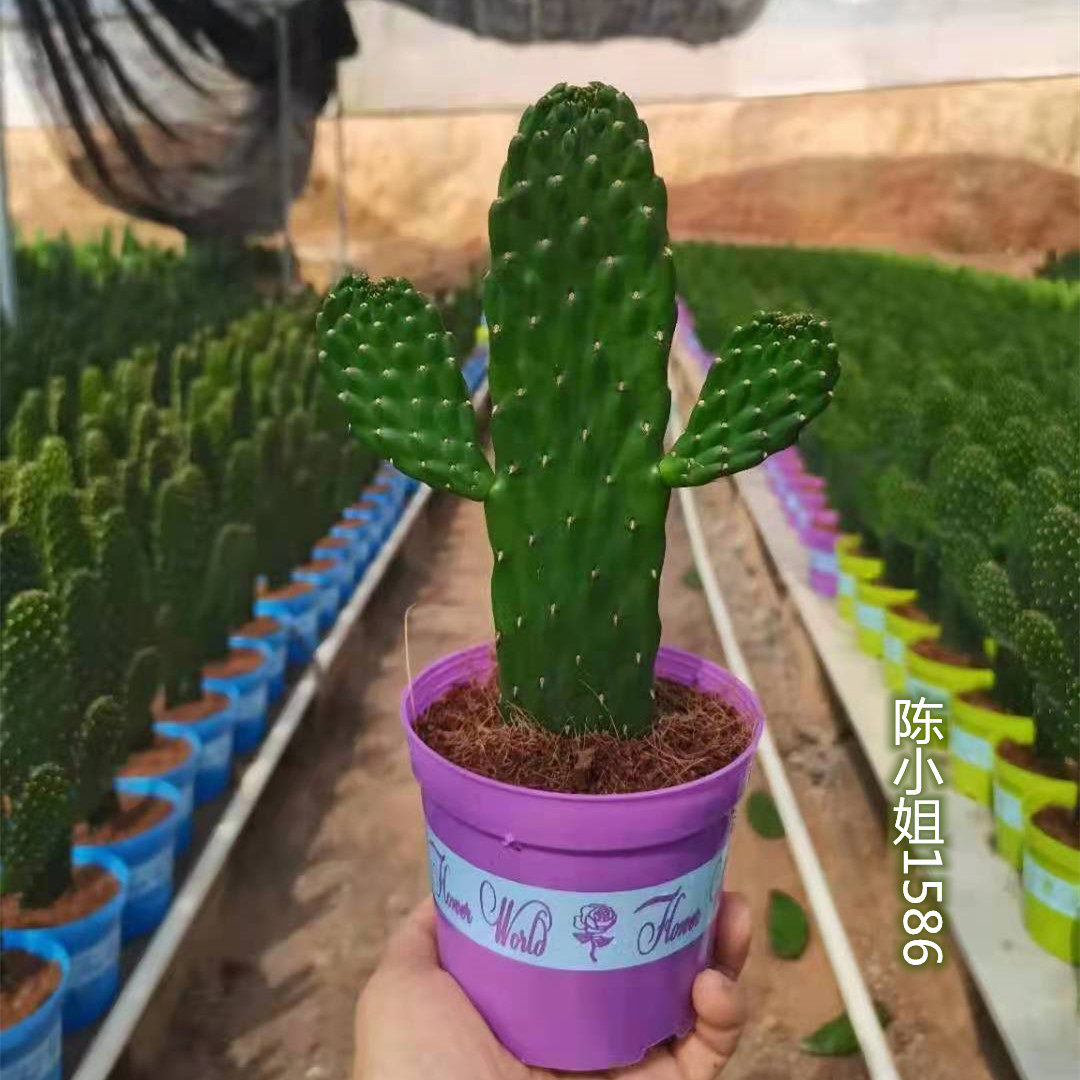 万岁仙人掌无刺中华掌进口稀有花卉室内盆栽四季植物防辐射吸甲醛