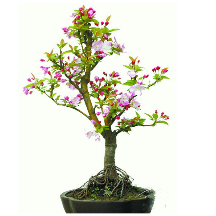 垂丝海棠盆栽盆景树桩西湖海棠树苗种植花卉海棠苗