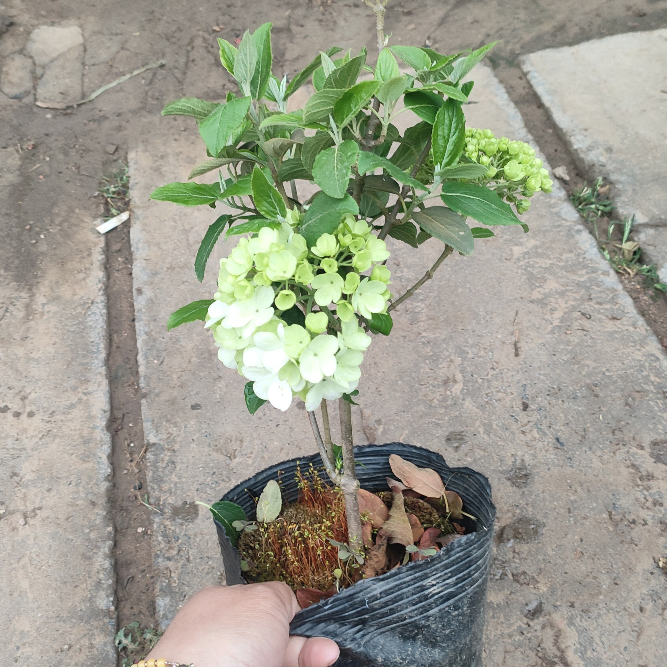 中华木绣球实拍图带花发货图片