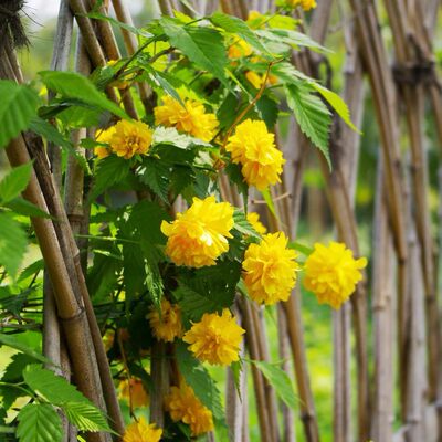 重瓣棣棠花苗室外阳台盆栽灌木