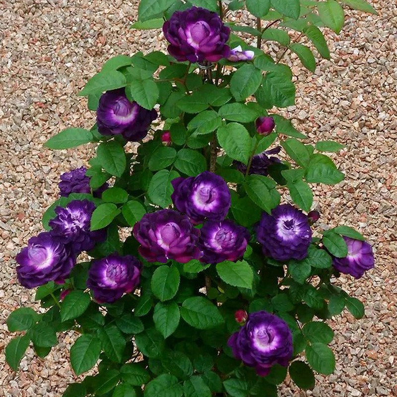 灌木紫色耐阴浓香型玫瑰月季花苗