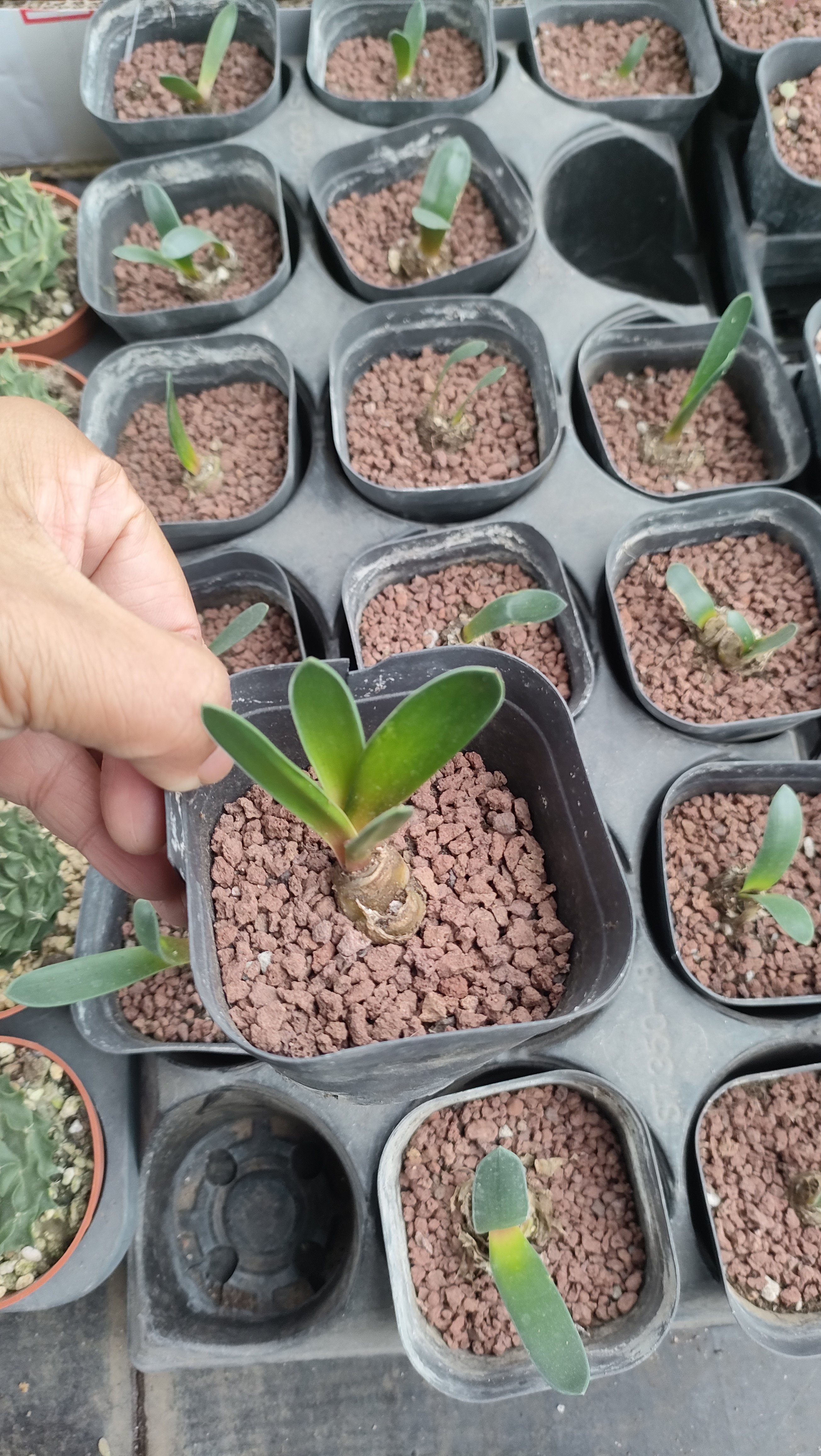 稀有球根  Brunsvigia bosmaniae 南非灯台百合  2年球 不大