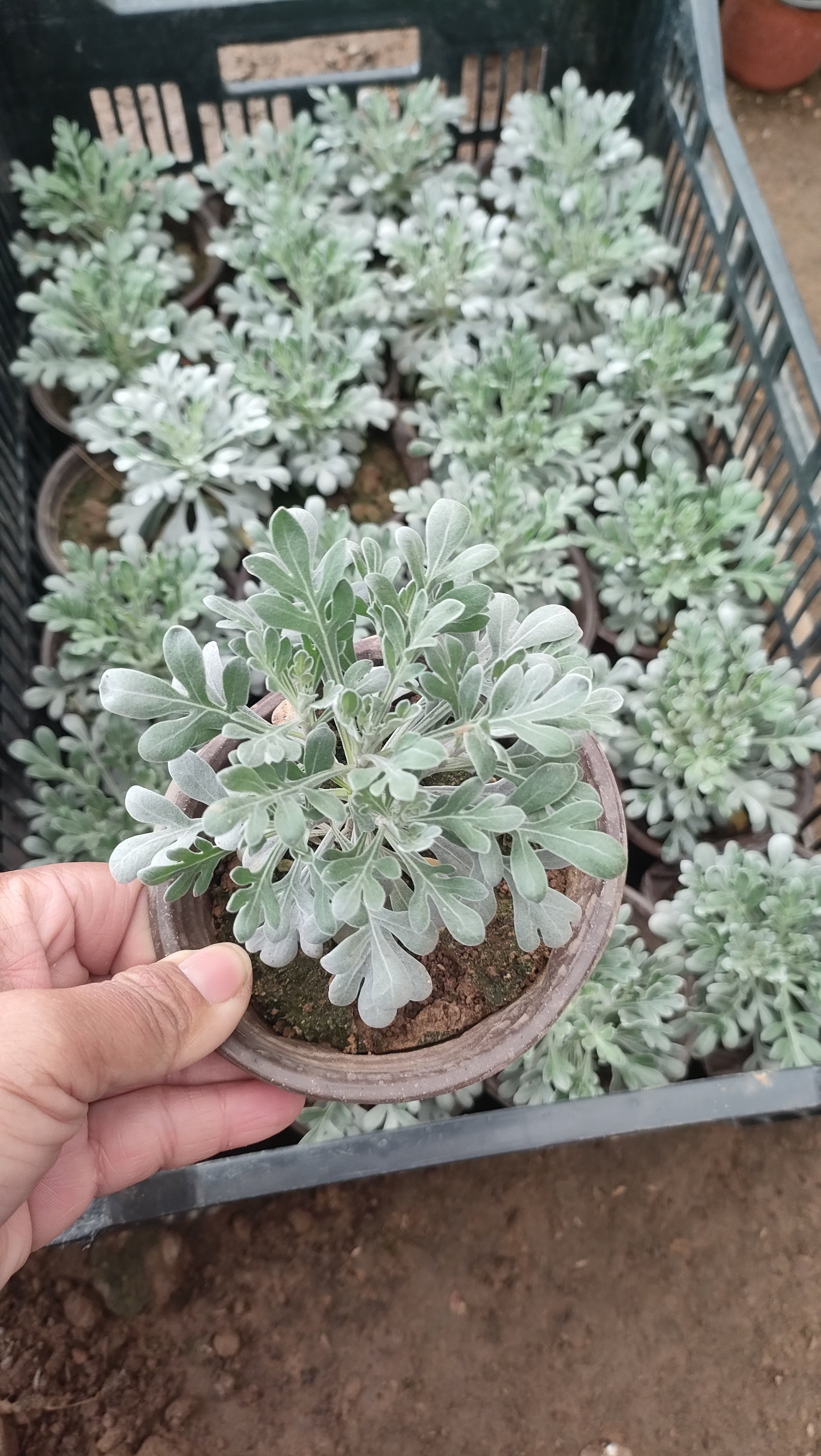 雪艾盆栽芙蓉菊盆栽老庄雪艾花卉绿植菊花盆栽千年艾室内阳台