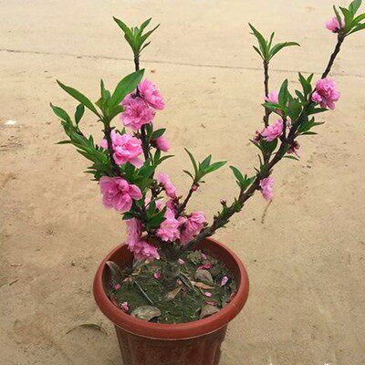 桃花树盆栽室内客厅庭院种植