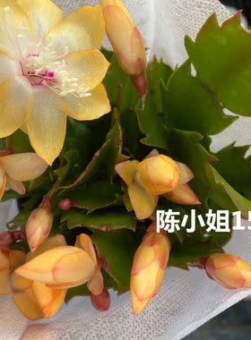 金媚蟹爪兰黄色盆栽花苞包邮确保