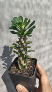 无刺霸王鞭高度10-15厘米带盆土发货