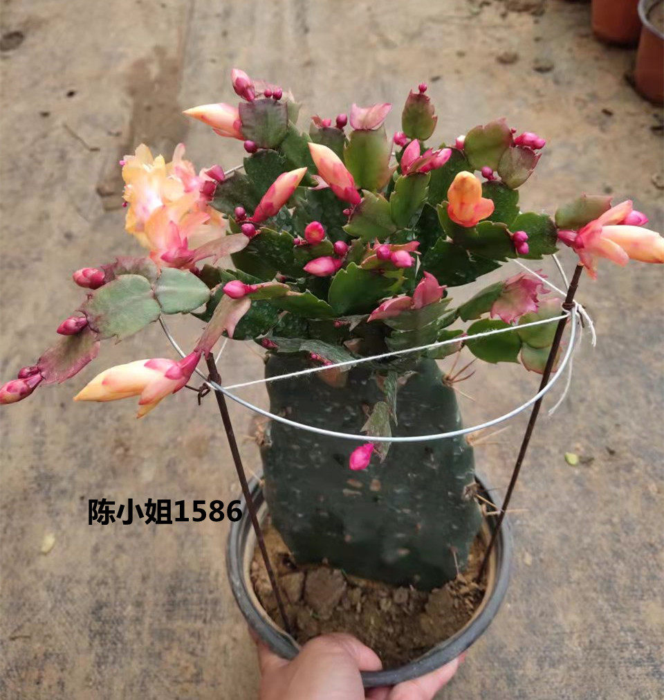 仙人掌嫁接蟹爪兰黄金媚白玛丽双层带花包邮