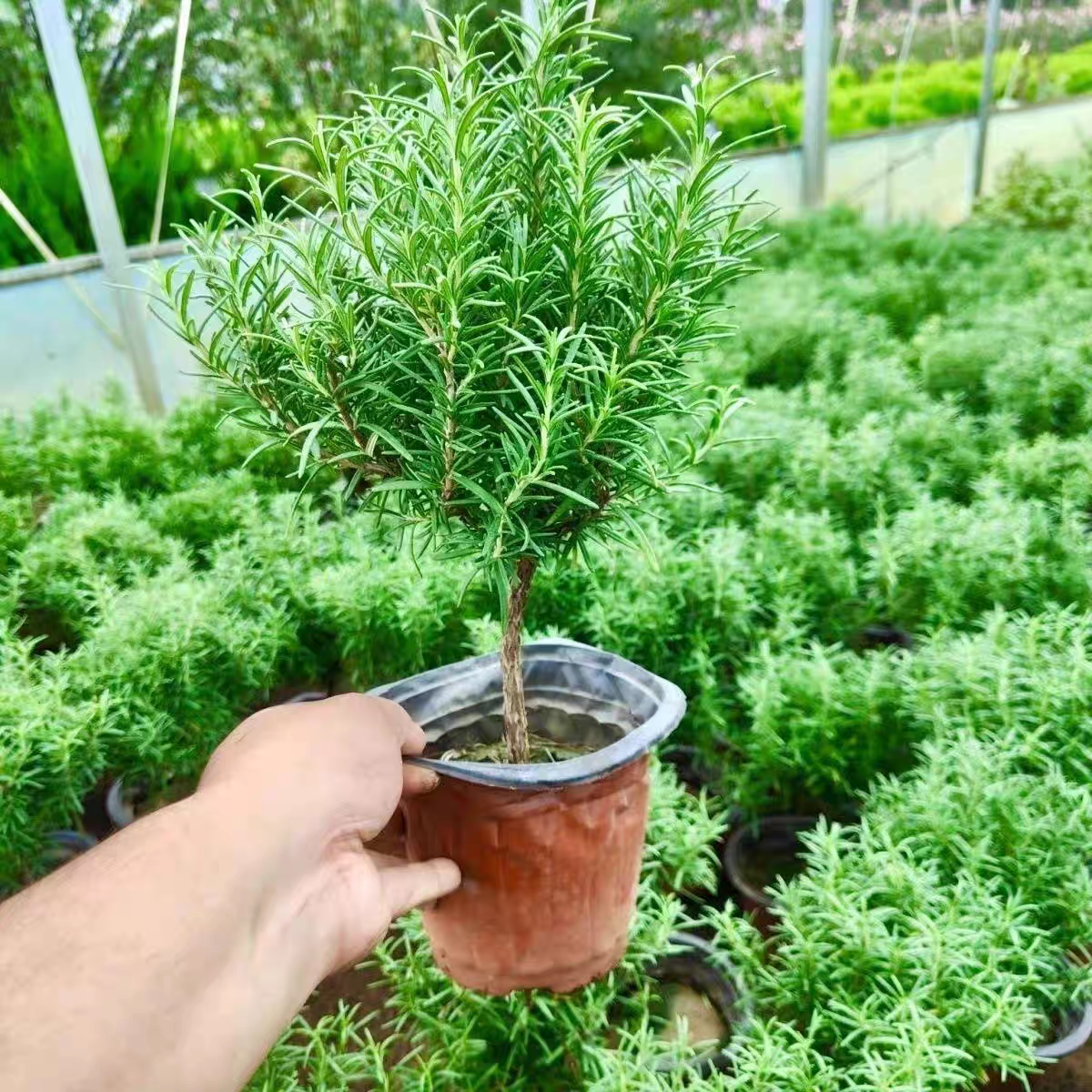 独杆迷迭香盆栽老庄盆景驱蚊驱虫可食用植物四季常青带香味绿植花图片
