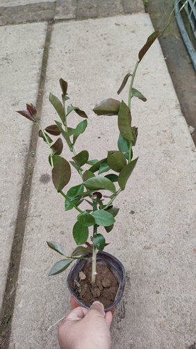 叶仙苗嫁接蟹爪兰叶仙苗砖木叶仙大苗小树苗叶仙人掌绿植花卉盆栽