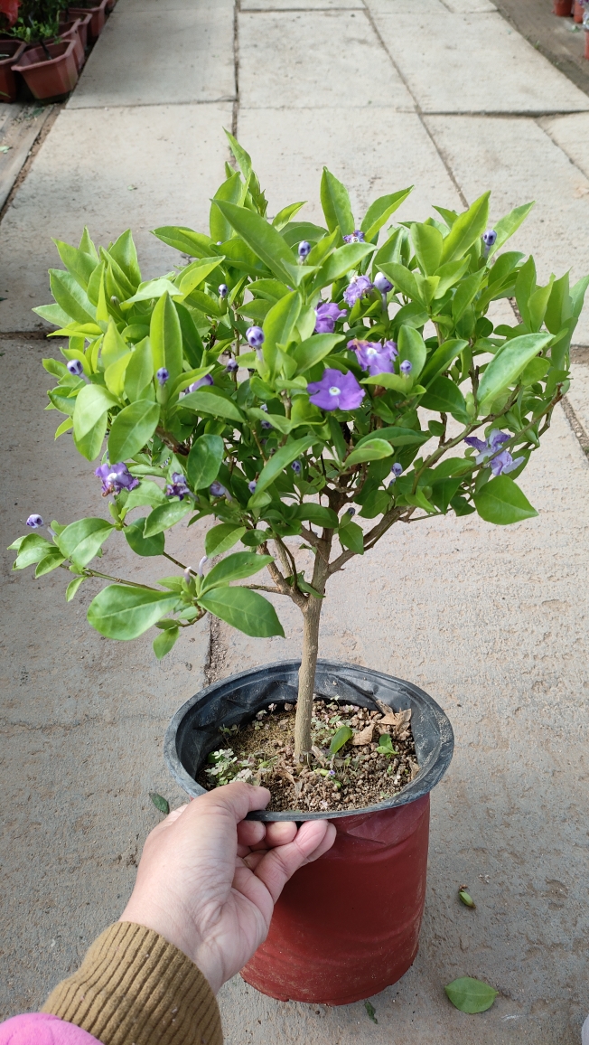 双色茉莉盆栽四季开花持久变色鸳鸯番茉莉花苗绿植物花卉七彩阳台