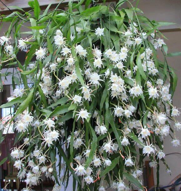 昙花小叶昙花卷叶昙花鱼骨令箭室内新奇观叶观花植物