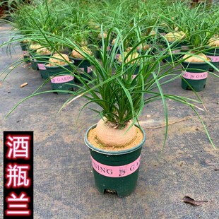 酒瓶兰盆栽兰花迷你创意办公桌网红盆景绿植室内懒人花卉耐旱植物