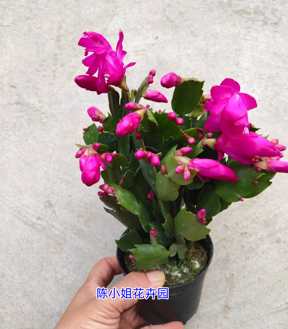 紫色蟹爪兰盆栽嫁接 花卉植物新品种进口 带花苞