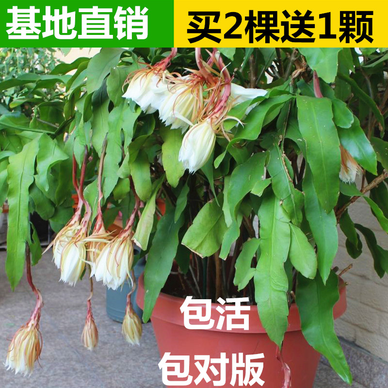 昙花苗室内阳台庭院花卉盆栽植物昙花一现好养四季开花
