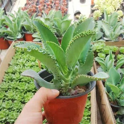 多肉植物蕾丝公主落地生根防辐射