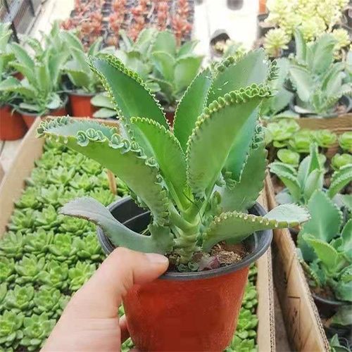 多肉植物蕾丝公主落地生根防辐射