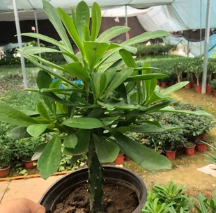 霸王鞭多头,带分叉大戟科植物花卉