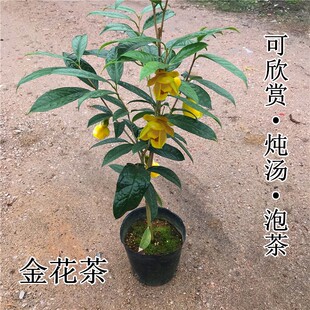 金花茶树苗金茶花盆栽苗欣赏金黄色花室内外四季花卉绿植