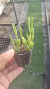 碧光环小兔子冰糕多肉植物