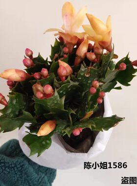 带花苞盆栽玫红色品种仙指兰