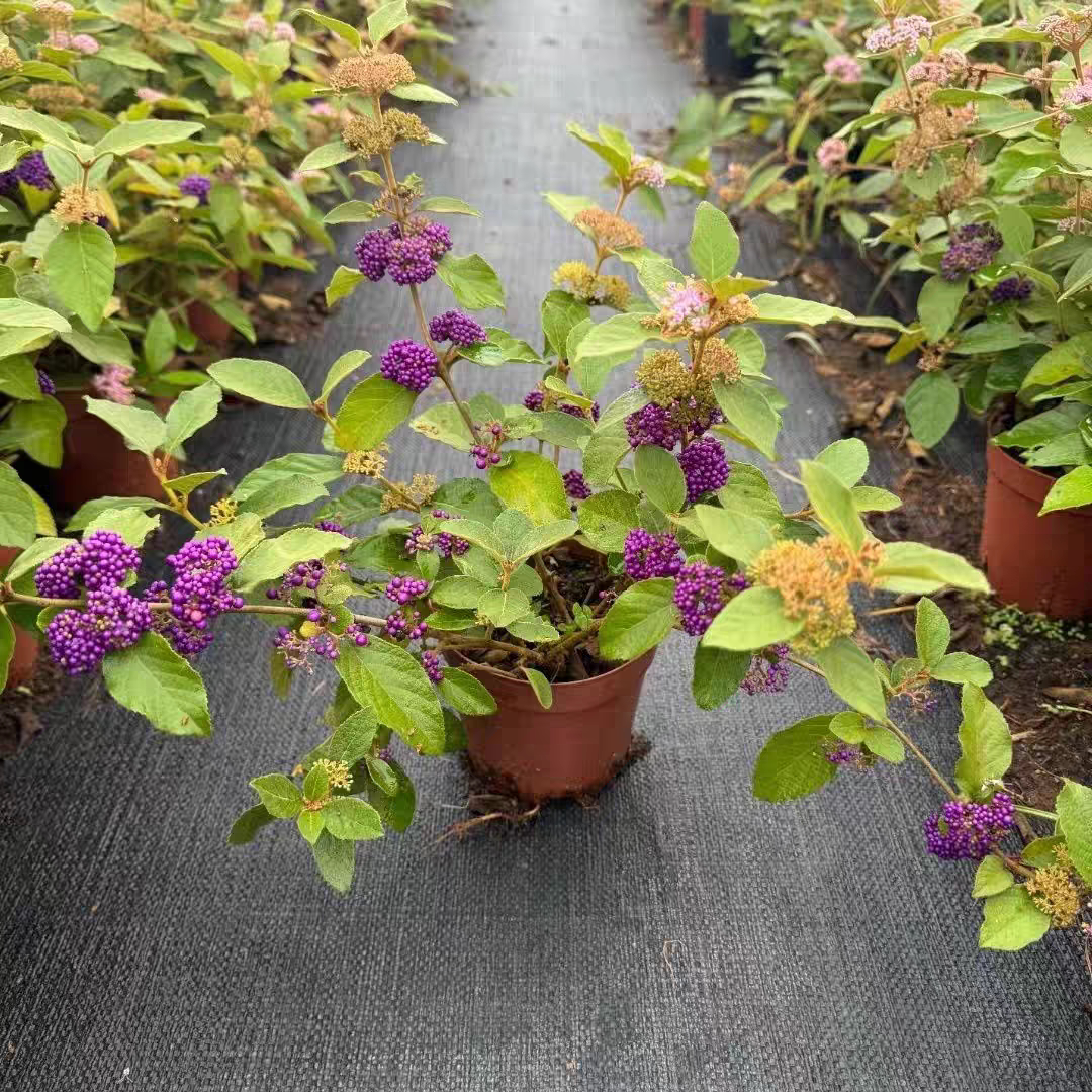 紫珠盆栽带花苞阳台庭院耐热耐寒好养易活年宵花多年生植物转运珠