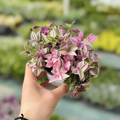婚礼吊兰锦 油画婚礼吊兰 荷兰进口 室内多年生垂藤植物
