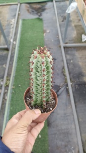 斑马大戟柱状稀有趣味大戟科仙人柱多肉仙人掌类植物植物组合盆栽