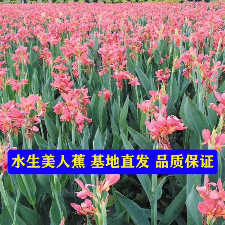 水生美人蕉河道水质净化植物水生植物进口美人蕉杯苗基地直发水生