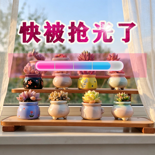 新品高端好养多肉植物室内办公室精品稀罕肉肉绿植可爱带盆小盆栽