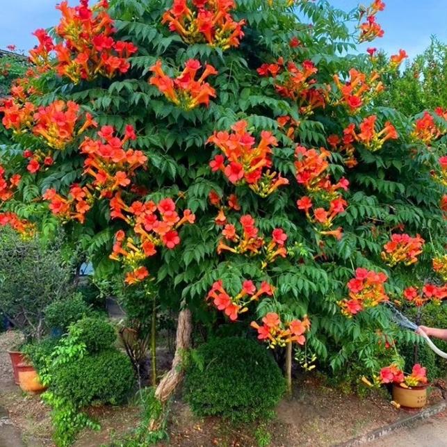 耐寒中华凌霄花苗爬藤攀援庭院植物室外别墅绿化花卉老桩好养绿植