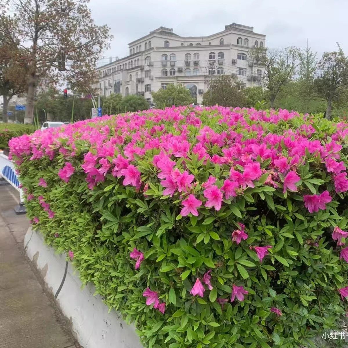 室外四季常青花卉,四季常青的花卉_文秘苑图库