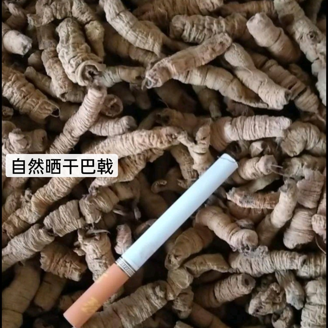 四川巴戟天自然晒干熟制巴戟天