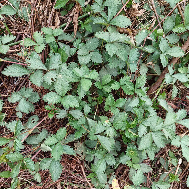 四川天然蛇莓草蛇泡草地莓草龙吐珠新年现挖中草药500g也有晒干的